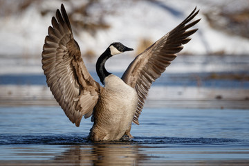 goose praying for nice weather, wing flap, soaking in vitamin d from the sun