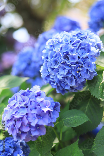 花 紫陽花 あじさい 青 紫 Flower Hydrangea Stock Photo Adobe Stock 花 紫陽花 あじさい 青 紫 Flower Hydrangea Stock Photo Adobe Stock