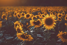 Sunflower Fields With Sunlight In Sunset