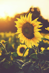 Fotomurales - sunflower in the fields with sunlight in sunset