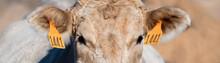 Web Banner Of Close Up Charolais Face