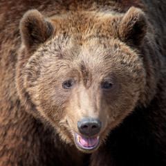 Wall Mural - big brown bear portrait in forest
