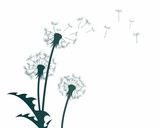 Fototapeta Dmuchawce - A flower of a field dandelion with flying seeds.
