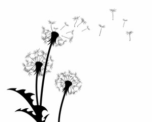 Sticker - A flower of a field dandelion with flying seeds.