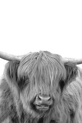 Wall Mural - Black and white upright portrait of a beautiful Scottish highland cattle cow