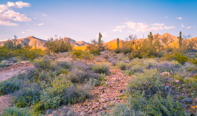 Desert Mountains are incredibly beautiful and fun to watch throughout the day as they change frequently, cooling in the shade to blue hues, and turning a bright orange that glows with sunset