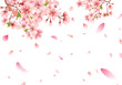 Cherry blossom sakura in springtime on white background