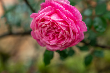 Pink rose flower in garden with background blurred