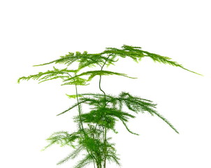 Wall Mural - asparagus fern is a perennial evergreen vine foliage plants, ornamental plants.