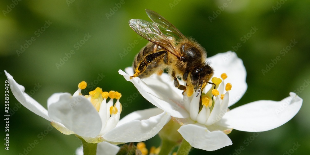 abeille dans le jardin - obrazy, fototapety, plakaty 