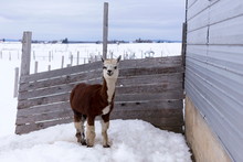 Horizontal Shot Of Funny Alpaca With Cream And Brown Coat Standing Staring In Fenced Pen With Straw In Its Coat In Winter, Pont-Rouge, Quebec, Canada