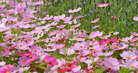 Canvas Print - Pink Cosmos flowers in the field