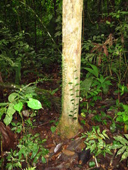 Wall Mural - Amazon river, Peru, South America, Selva, Jungle