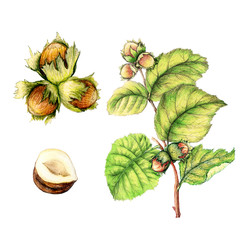 Botanical illustration of hand drawn hazelnut