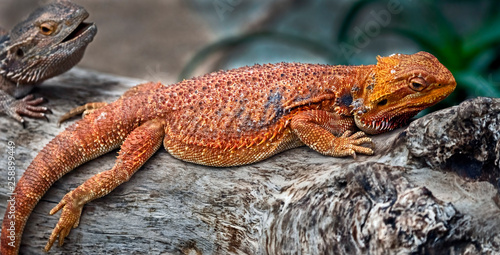 pix Latin Name For Bearded Dragon adobe stock