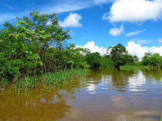 Wall Mural - Amazon, Peru, South America, Selva, Jungle