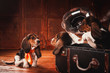 Basset hound puppies in the leather vintage suitcase