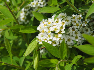 Wall Mural - Spiraea cinerea 'Grefsheim' (syn. Spiraea arguta) - spirea 