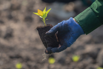 Close up with selective focus on a plant seedling.human hand are planting the seedlings plant.