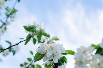 Flowering apple tree against a blue sky