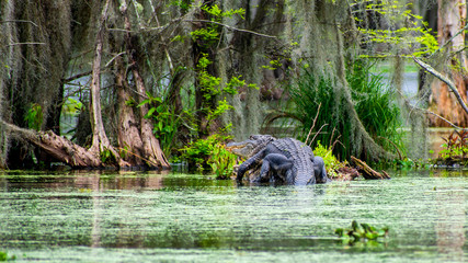 see you later, alligator