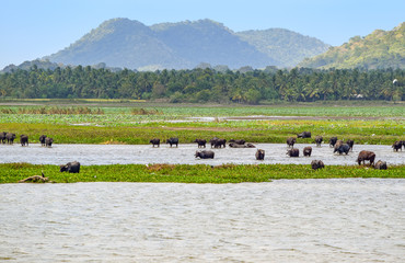 Sticker - Impression of Sri Lanka