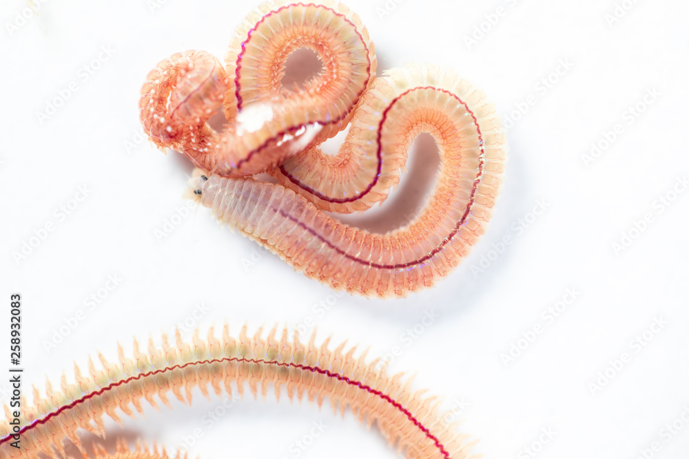 Sandworm Types Sand Worm (Perinereis sp.) is the same species as sea worms (Polychaete ...