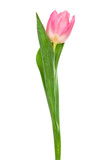 Fototapeta Tulipany - beautiful pink tulip