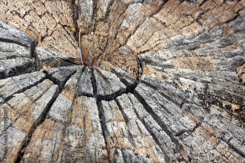 Tree Ring Texture Background Buy This Stock Photo And Explore