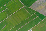 Fototapeta Młodzieżowe - Aerial view green rice plantation in rural village
