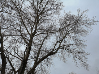 Bare branches of a dark tree against a blue sky in winter