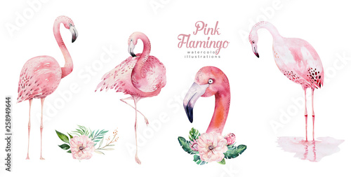 Hand drawn watercolor tropical birds set of flamingo Canvas Print