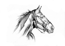 Freehand Horse Head Pencil Drawing