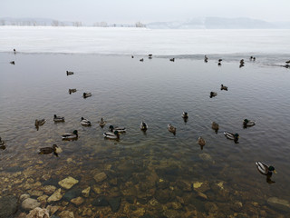 Ducks in sewage in the lake in winter in Russia