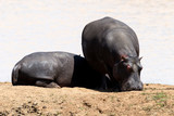 Fototapeta Konie - Hippopotame, Hippopotamusa amphibius, Parc national Kruger, Afrique du Sud