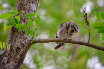 spotted owlet is resting on a tree