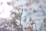 Fototapeta Kuchnia - 桜