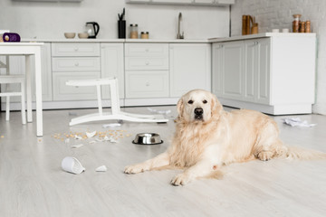 cute golden retriever lying on floor in messy kitchen