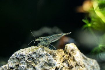 Sticker - Close-up view of Freshwater Amano shrimp. Caridina multidentata.