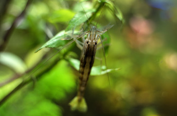 Wall Mural - Close-up view of Freshwater Bamboo Shrimp. Atyopsis moluccensis.