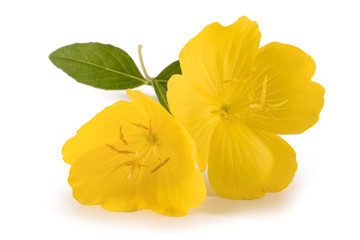 Sticker - evening primrose