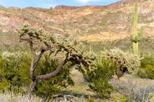 Beautiful Chain Fruit Cholla Cactus In The Sonoran Desert Of Arizona In Organ Pipe Cactus National Monument Along Ajo Mountain Drive