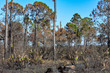 © Mosto - Florida forest after a prescribed burn
