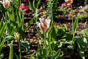 Wall Mural - Gorgeous white red and green striped tulips in springtime, Southern California