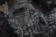 burnt tree bark background texture