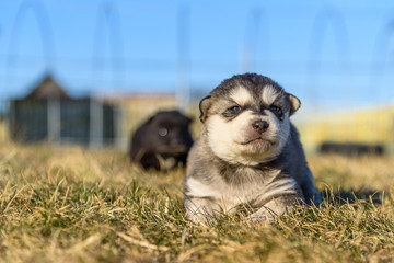 Portrait of a young puppy.