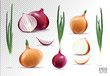 Vector collection of onions with slices isolated on transparent background. Realistic 3d vector onion