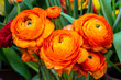 Beautiful orange herbaceous peony. Сlose up view of Ranunculus aka buttercup flower, exquisite, with a rose-like blossoms. Persian buttercup