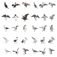 Different Sea Birds Color Flat, Black And White Colors Concept Icons Set