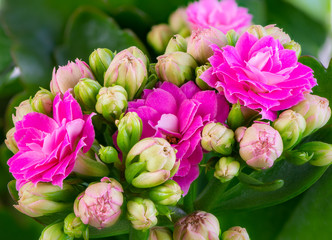  Pink kalanchoe flower blossoms